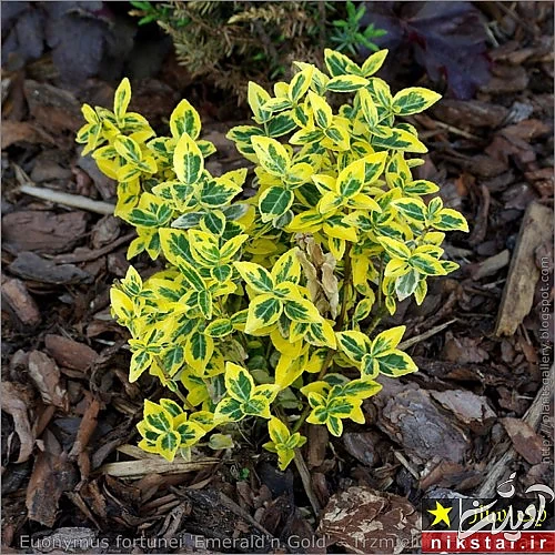 نگهداری گل شمشاد طلایی